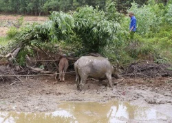 Thợ săn bắt thêm một trâu hoang