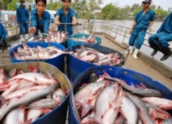 Thương lái Trung Quốc gian manh, người dân nuôi cá tra điêu đứng