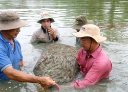 Tôm Việt Nam kỳ vọng thành thương hiệu hàng đầu thế giới