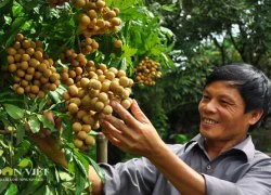 Trồng nhãn VietGap, nông dân Hưng Yên hết lo đầu ra