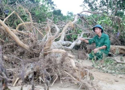 24.000 cây bưởi Phúc Trạch bật gốc sau lũ