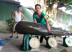 Bắt được cá tra dầu 'khủng', nặng 130 kg trên sông Sêrêpốk