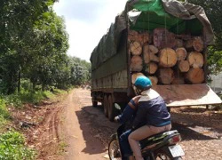 Biên phòng nổ súng, lâm tặc vẫn táo tợn cướp lại gỗ