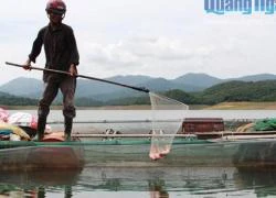 "Bỏ phố" lên núi làm giàu nhờ nuôi dê, cá diêu hồng