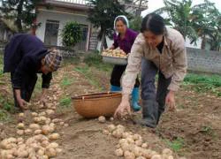 Bón phân NPK Văn Điển đúng cách, khoai tây lớn nhanh như thổi