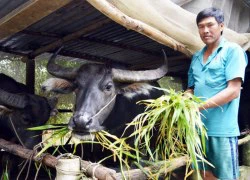 Có trâu là có tài sản lớn