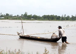 Đỉnh lũ miền Tây thấp hơn mức trung bình gần một mét