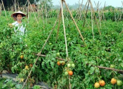 Giá cà chua tăng kỷ lục vì dịch bệnh hoành hành