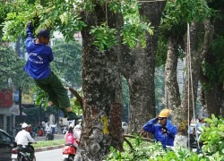 Hà Nội bắt đầu dịch chuyển hàng cây cổ thụ ở Kim Mã