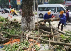 Hà Nội tiếp tục dịch chuyển 106 cây cổ thụ trên đường Kim Mã