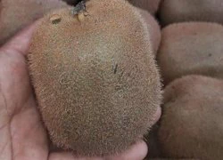 Kiwi Tàu 25.000 lừa bán 170.000 đồng/kg: Dân chảnh hớ nặng