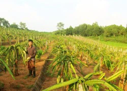 Làm giàu ở vùng đất tứ bề gian khó