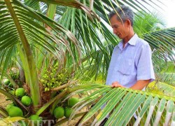 Liều mình "chôn" cả trăm triệu đồng dưới cát để... trồng dừa