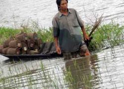 Lũ về miền Tây, nhà nông... sống lại