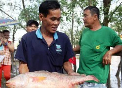 Ngư dân bắt được con cá toàn thân vàng óng quý hiếm