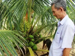 Những lão nông "gàn" ném cả trăm triệu trồng dừa xiêm lùn ven biển