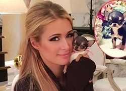 Paris Hilton khoe cún cưng 8.000 USD