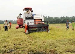 Phòng chống hạn, mặn cho lúa đông xuân: Sống-chết là do... dự báo