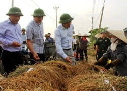 Quảng Ninh hối hả gặt lúa đón siêu bão Sarika