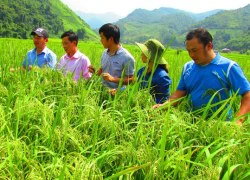 Thổi phồng về "đại dịch châu chấu"