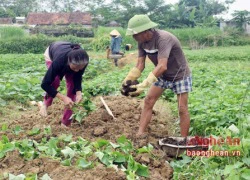 Trồng khoai lang siêu củ vụ đông khả năng thu trên 1 tỷ đồng