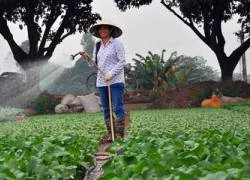 Vựa rau - lúa Đông Anh đạt chuẩn nông thôn mới