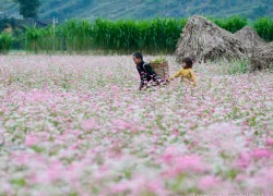 Điểm đến ngập tràn sắc hoa trong tháng 11