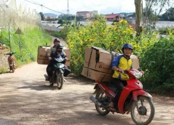 Dịp lễ 20-11: "Mua vàng còn dễ hơn mua hoa Đà Lạt"