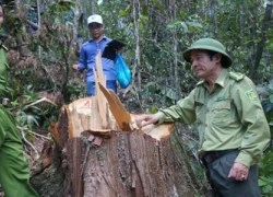 Hàng loạt cán bộ bị kỷ luật trong vụ phá rừng pơ mu ở Quảng Nam