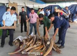 Lại phát hiện hơn 500kg ngà voi trong 2 container