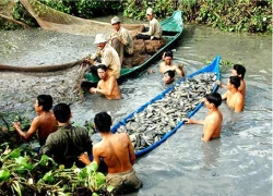 Nghề nghe 'cá thở' của thầy đìa miền Tây