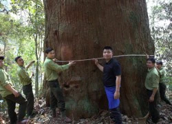 Quần thể sa mu ở Nghệ An được vinh danh cây di sản