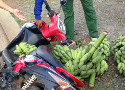 Rượt đuổi 10km, tóm cổ hai kẻ trộm chuối