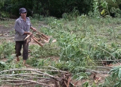 Sắn ngập lũ, nhà nông &#8220;thối ruột&#8221;