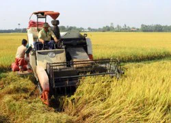 "Tích tụ ruộng đất - đừng để vừa làm vừa băn khoăn"