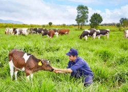 Trang trại bò sữa đầu tiên của Việt Nam đạt Trang trại Organic Chuẩn Châu Âu