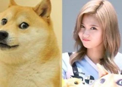 10 lần Sana 'đốn tim' fan với biểu cảm hệt chú cún Shiba Inu