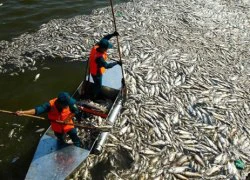 Bốn nguyên nhân cá chết hàng loạt ở Hà Nội