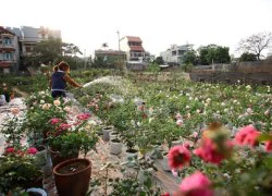 Cận Tết, dân chơi săn lùng hồng cổ bông to bằng bàn tay