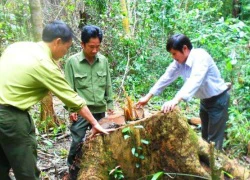 Khởi tố, bắt giam nghi phạm chủ mưu vụ phá rừng nghiêm trọng