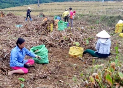 Mùa dong riềng ở Bình Liêu