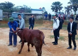 Phan Anh mang bò tặng người dân vùng lũ miền Trung