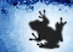 Sau nhiều năm im lặng, nhân vật bí ẩn nhất làng game thế giới &#8211; Ice Frog đã chịu lên tiếng