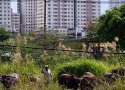 "Tỷ phú" chăn trâu với cuộc sống... lang bạt kỳ hồ