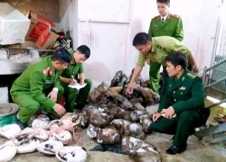 Gần 300 kg động vật hoang dã trong nhà dân