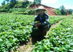 Khá giả nhờ rau, hoa...