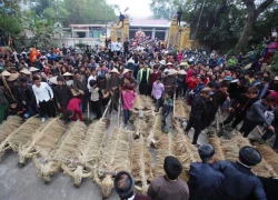 Lễ hội trâu rơm, bò rạ vui nhộn của đồng bằng sông Hồng