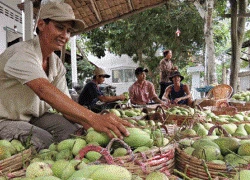 Loay hoay xác định nông sản chủ lực: Không lo được đầu ra sản phẩm