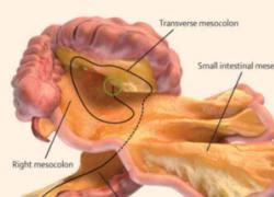 Phát hiện nội tạng mới trong cơ thể người