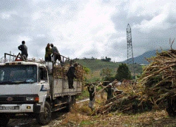 Tranh giành nguyên liệu mía ngay đầu vụ sản xuất